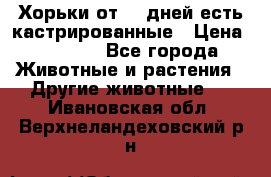  Хорьки от 35 дней есть кастрированные › Цена ­ 2 000 - Все города Животные и растения » Другие животные   . Ивановская обл.,Верхнеландеховский р-н